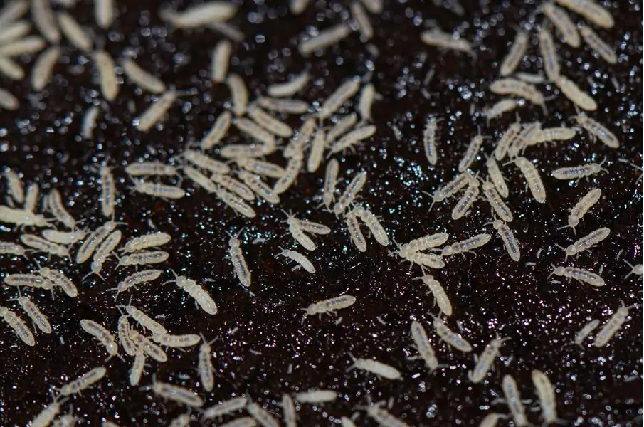 Effective Springtail Management