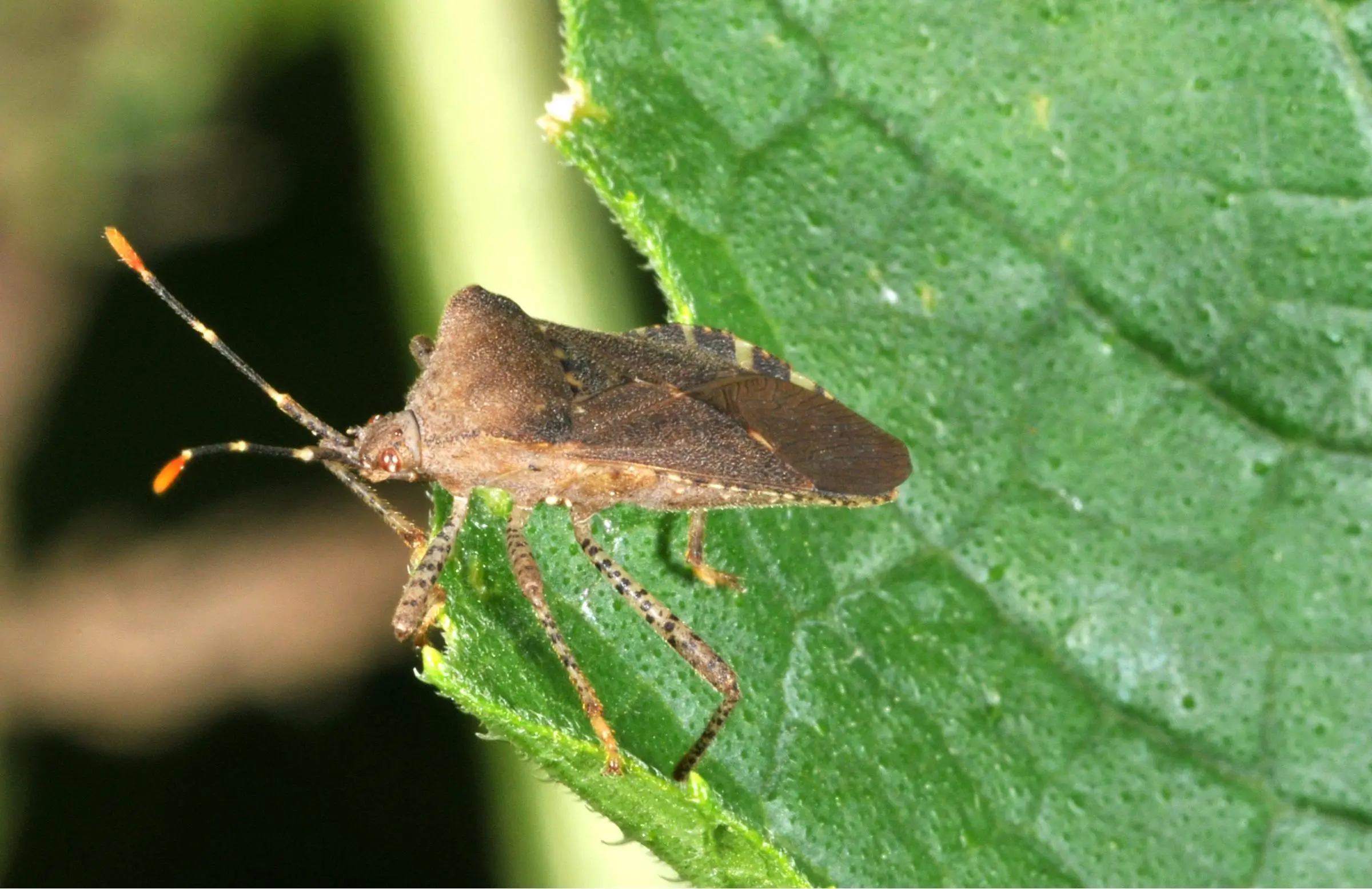 Squash Bug Management for Cucurbit Crops