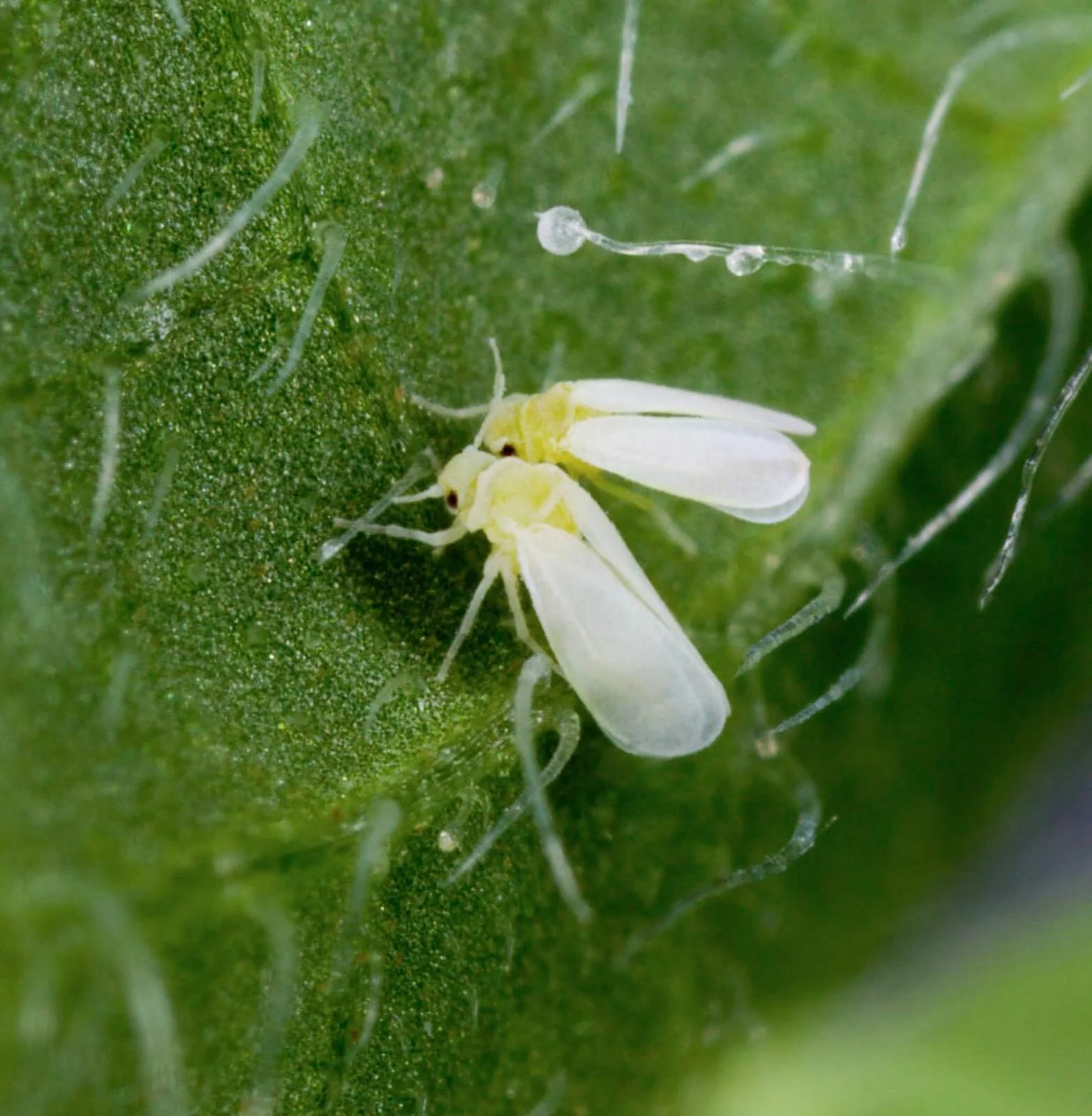 Whitefly Integrated Control