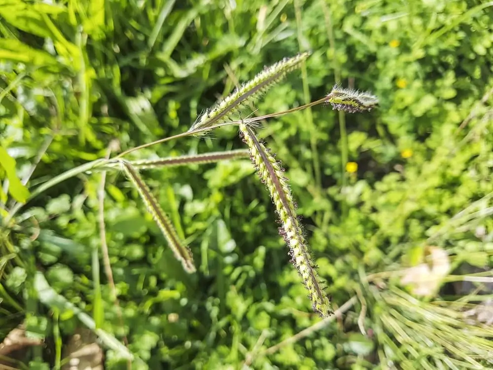 Effective Strategies for Dallisgrass Control in Lawns and Turfgrass
