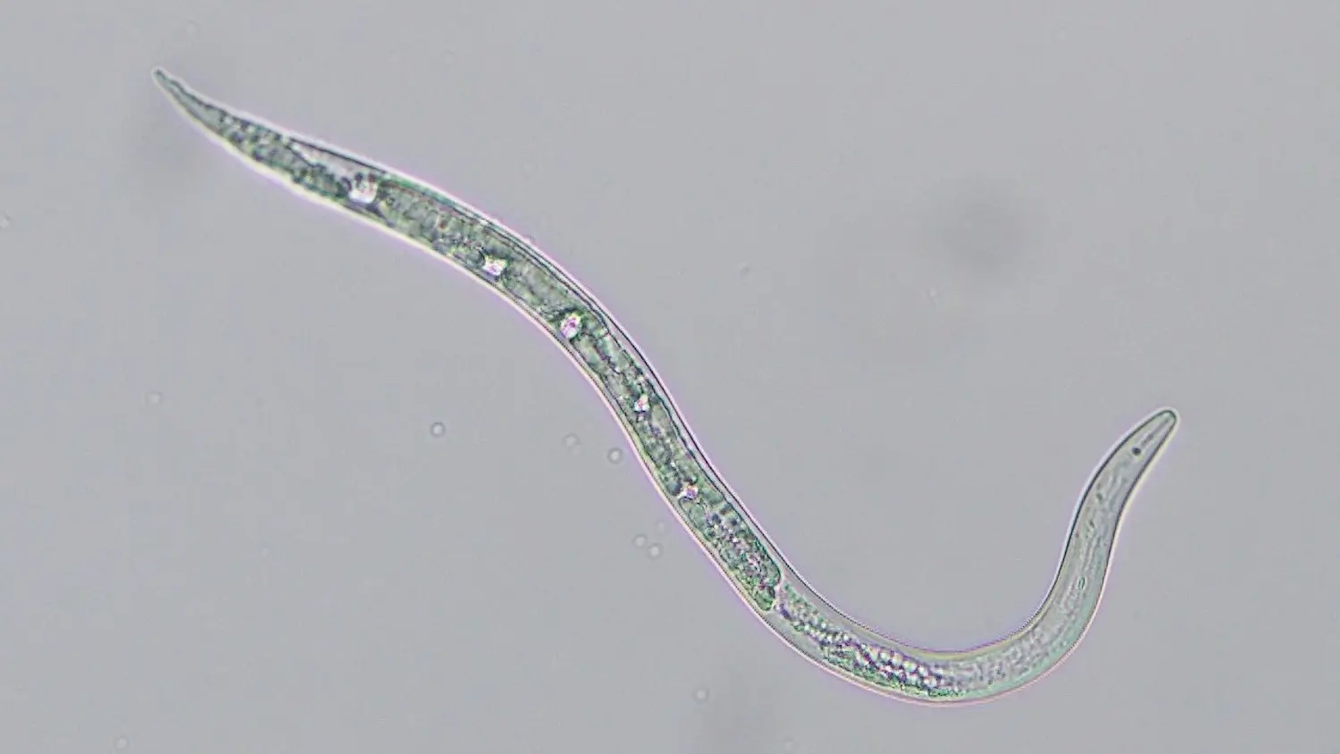 How to Choose the Right Nematicide for Effective Nematode Control