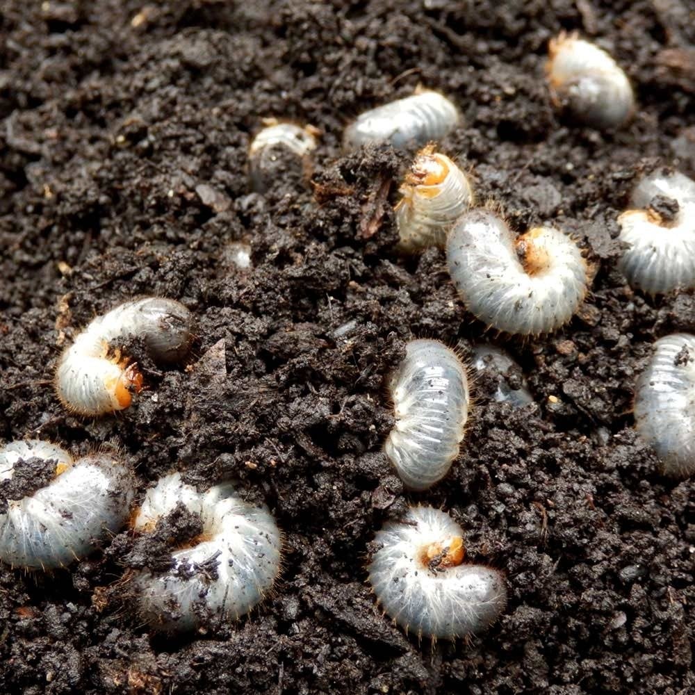 Lawn Insect Control Guide – Timing, Treatments & Active Ingredients