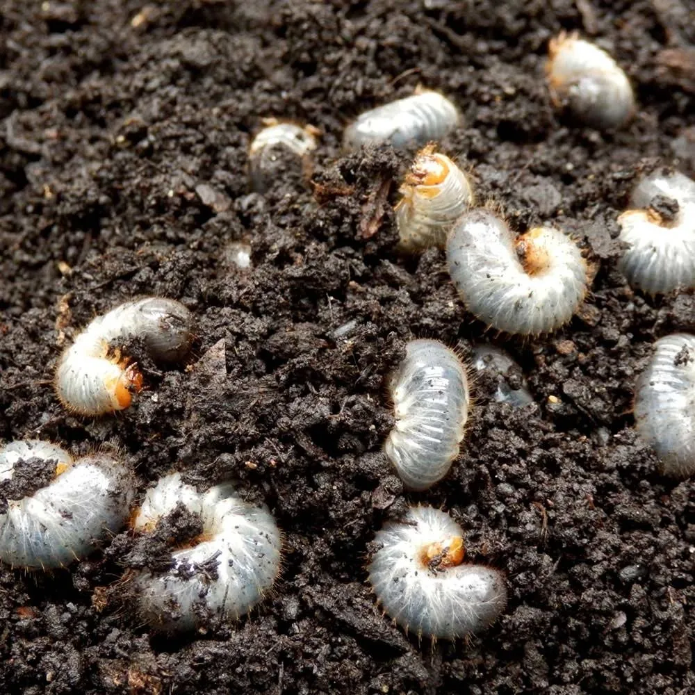 Lawn Insect Control Guide – Timing, Treatments & Active Ingredients