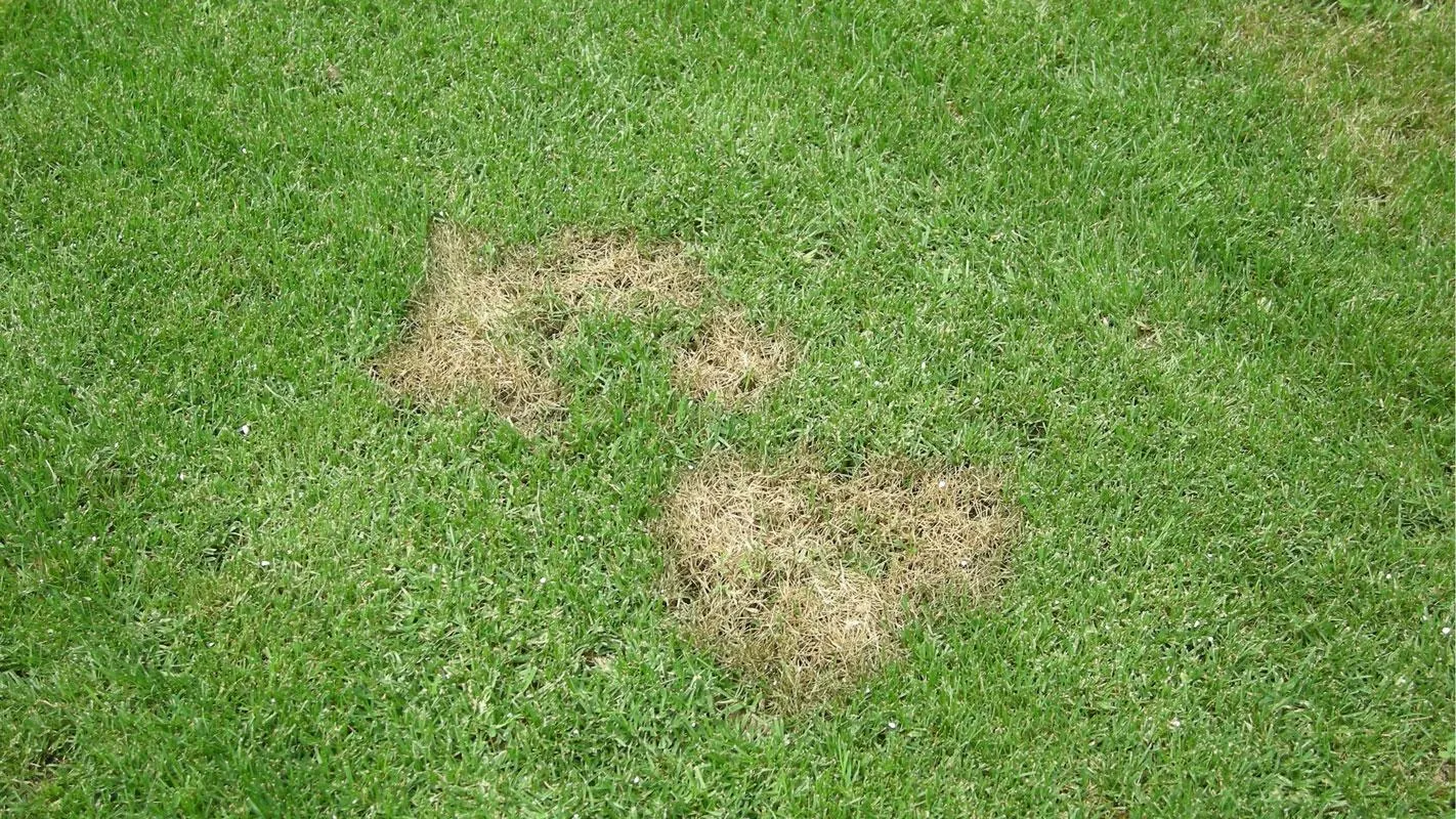 Preventing Pythium Blight in Commercial Turf
