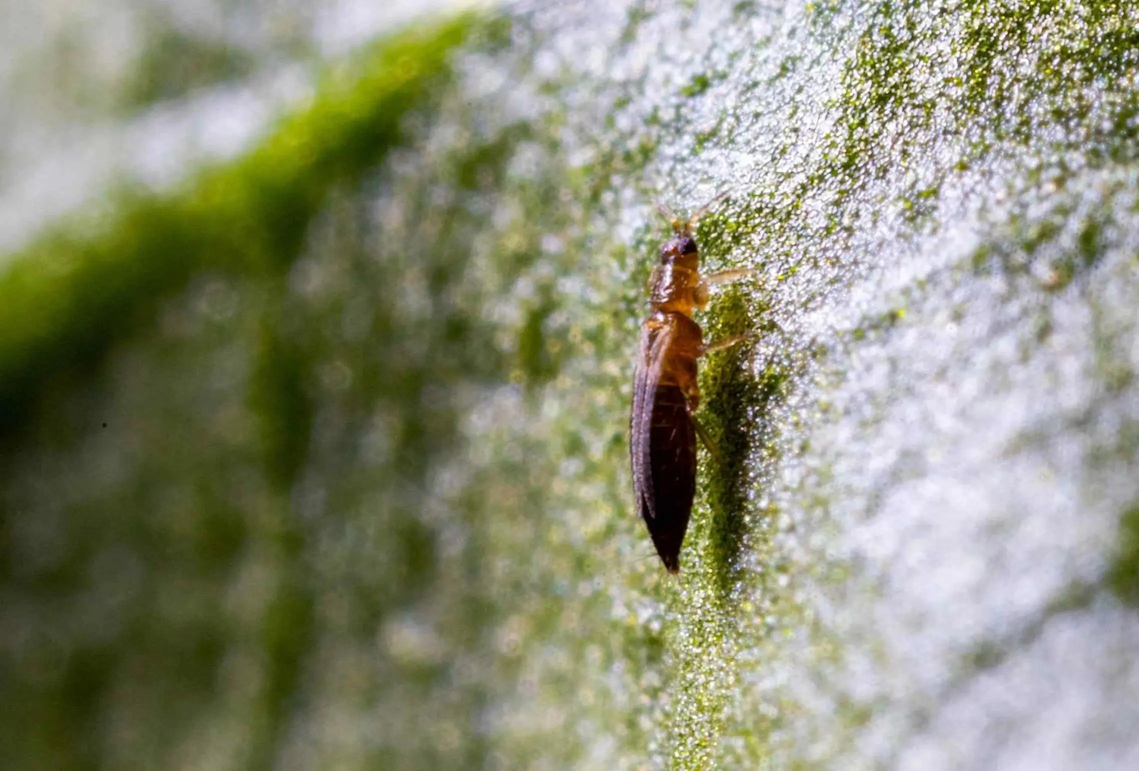 Thrips in Field Crops and Vegetables: Identification and Impact