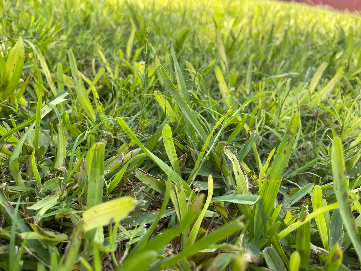 Why Is My Lawn Turning Yellow or Brown?