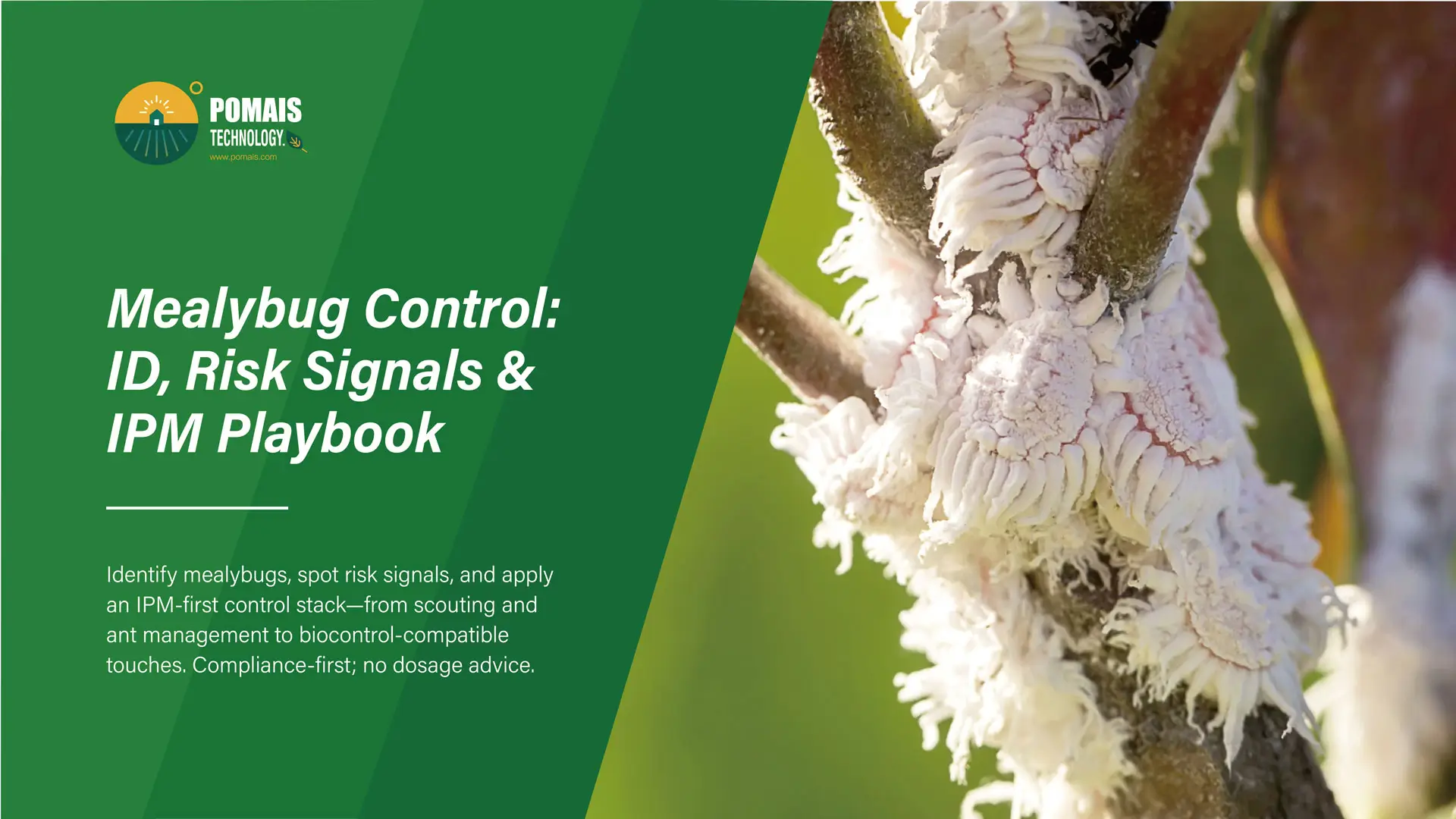 Mealybug Control: ID, Risk Signals & IPM Playbook