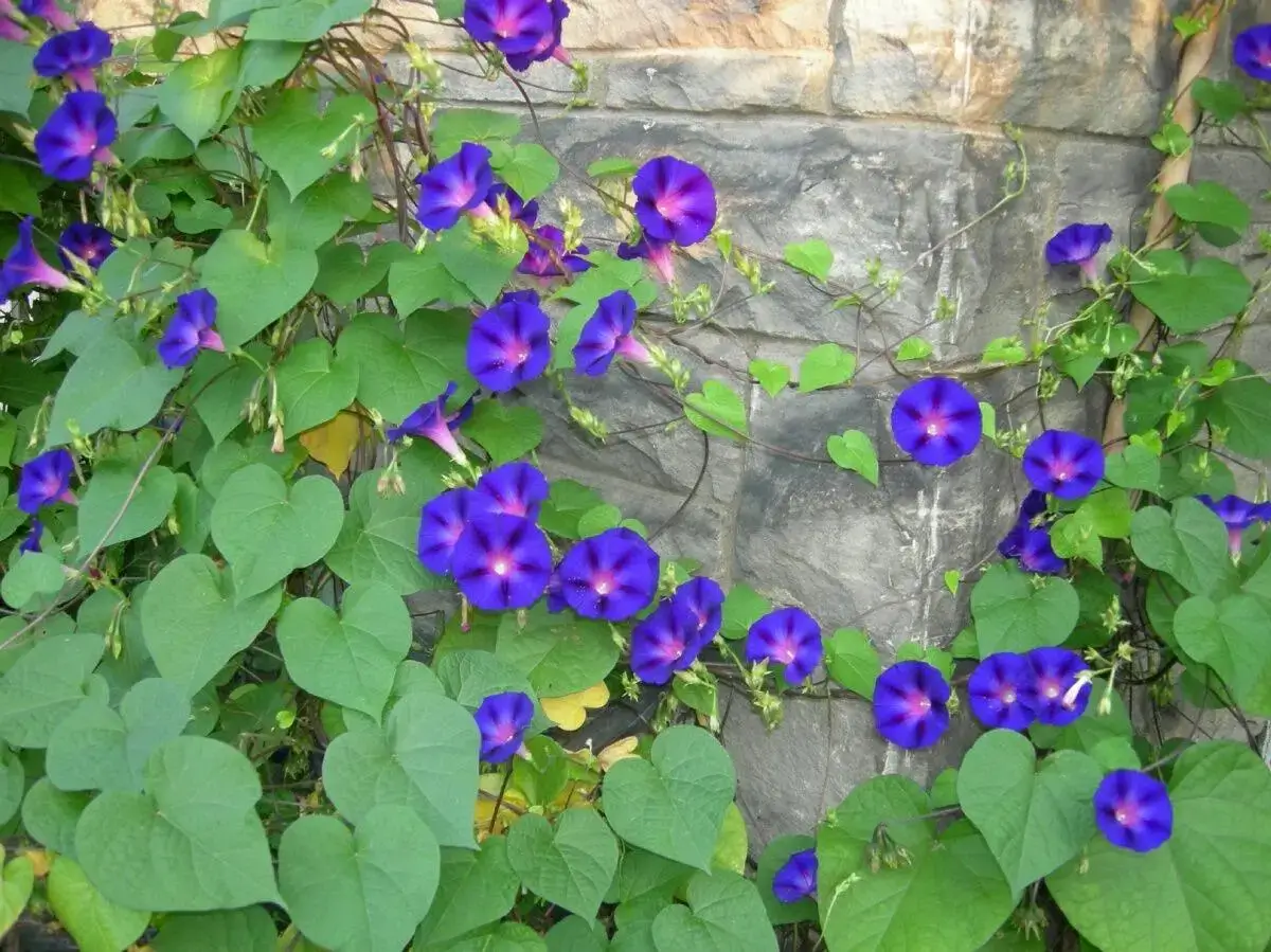 Morningglories 3