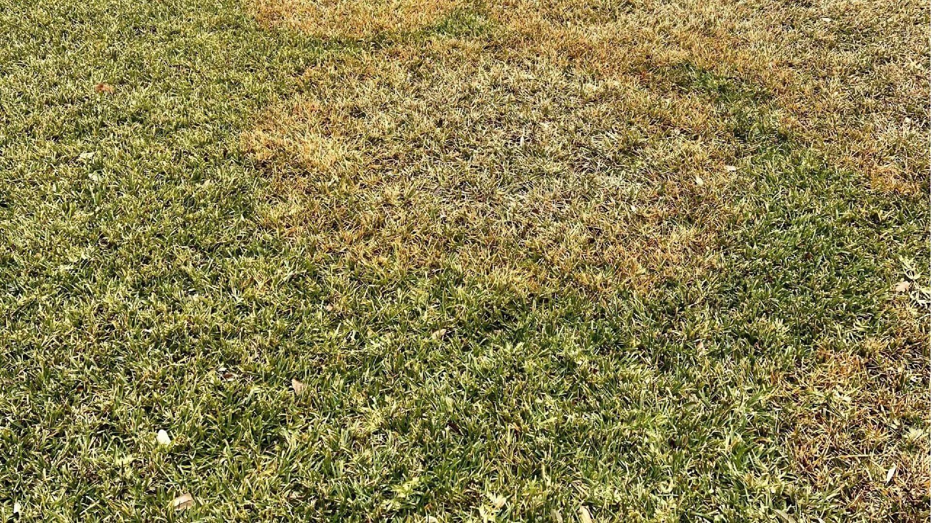 When to Apply Atrazine to St. Augustine Grass