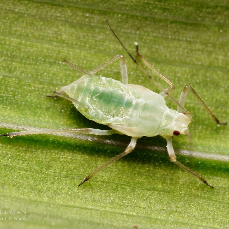 Aphids (Macrosiphum euphorbiae)