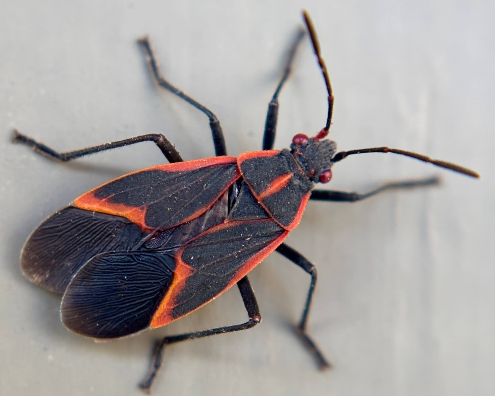 Boxelder Bug Control How to Get Rid of Boxelder Bugs