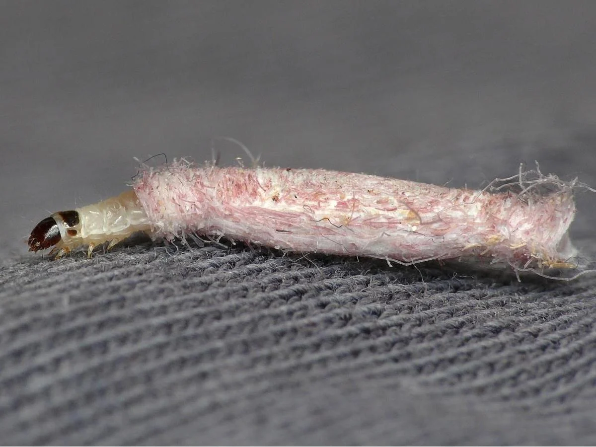 Casemaking clothes moth
