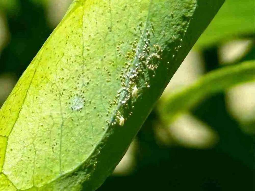 Citrus Whitefly