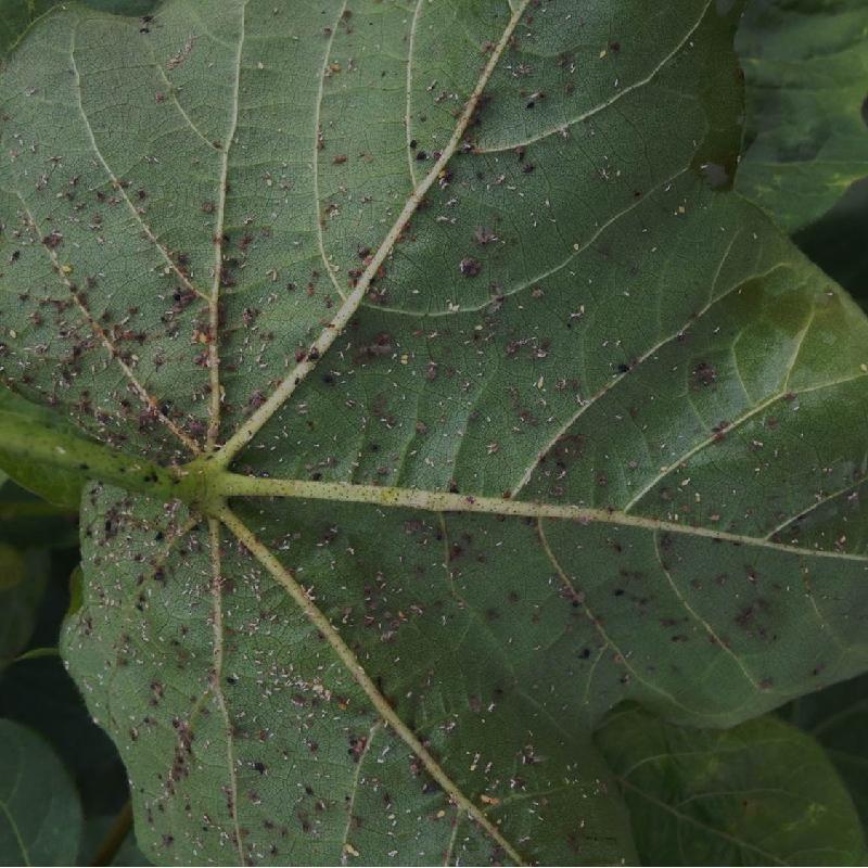 Cotton Aphid