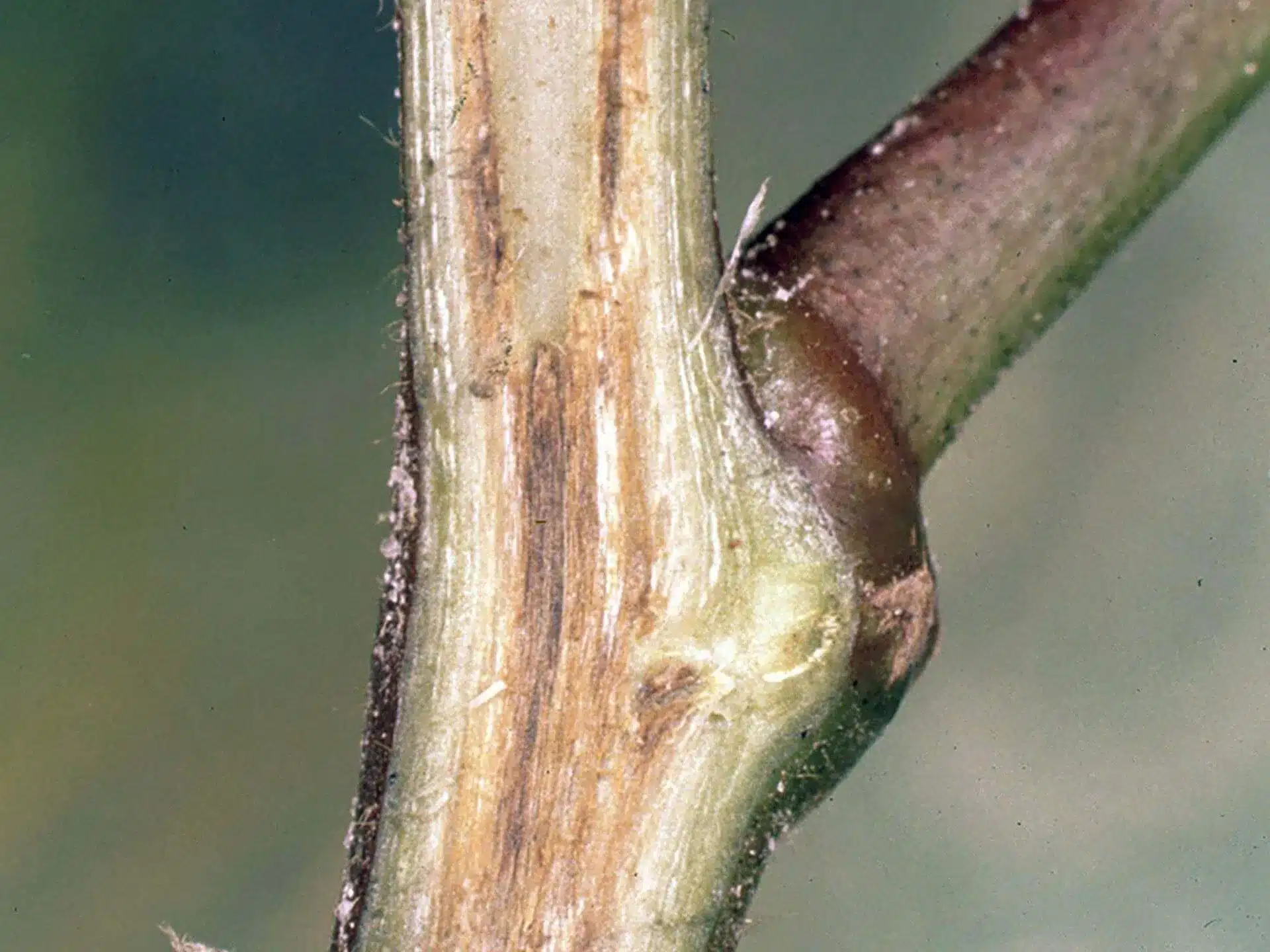 Cotton Fusarium Wilt