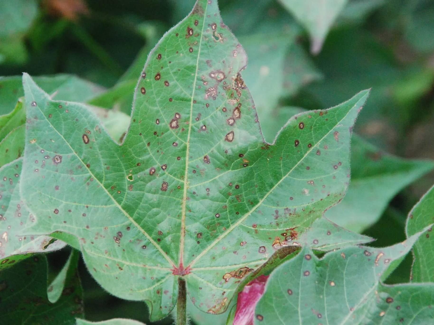 Cotton Leaf Spot