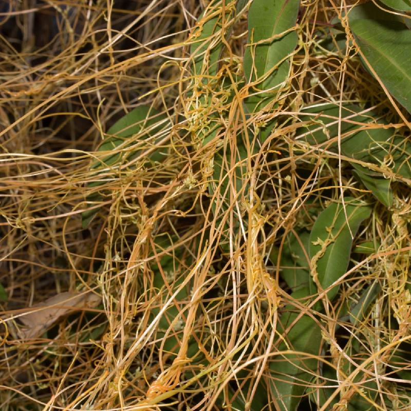 Cuscuta (Dodder)