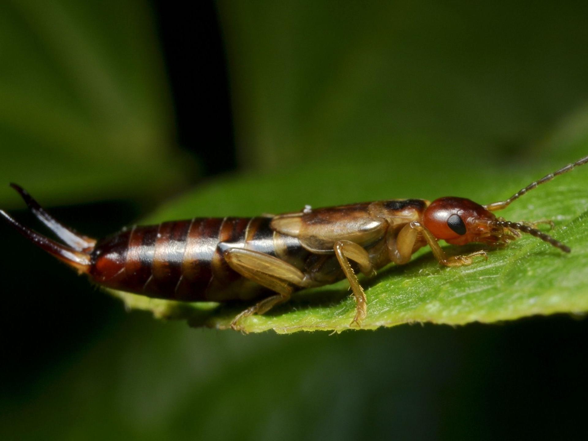 Earwig Control: Practical IPM for Home & Light Commercial