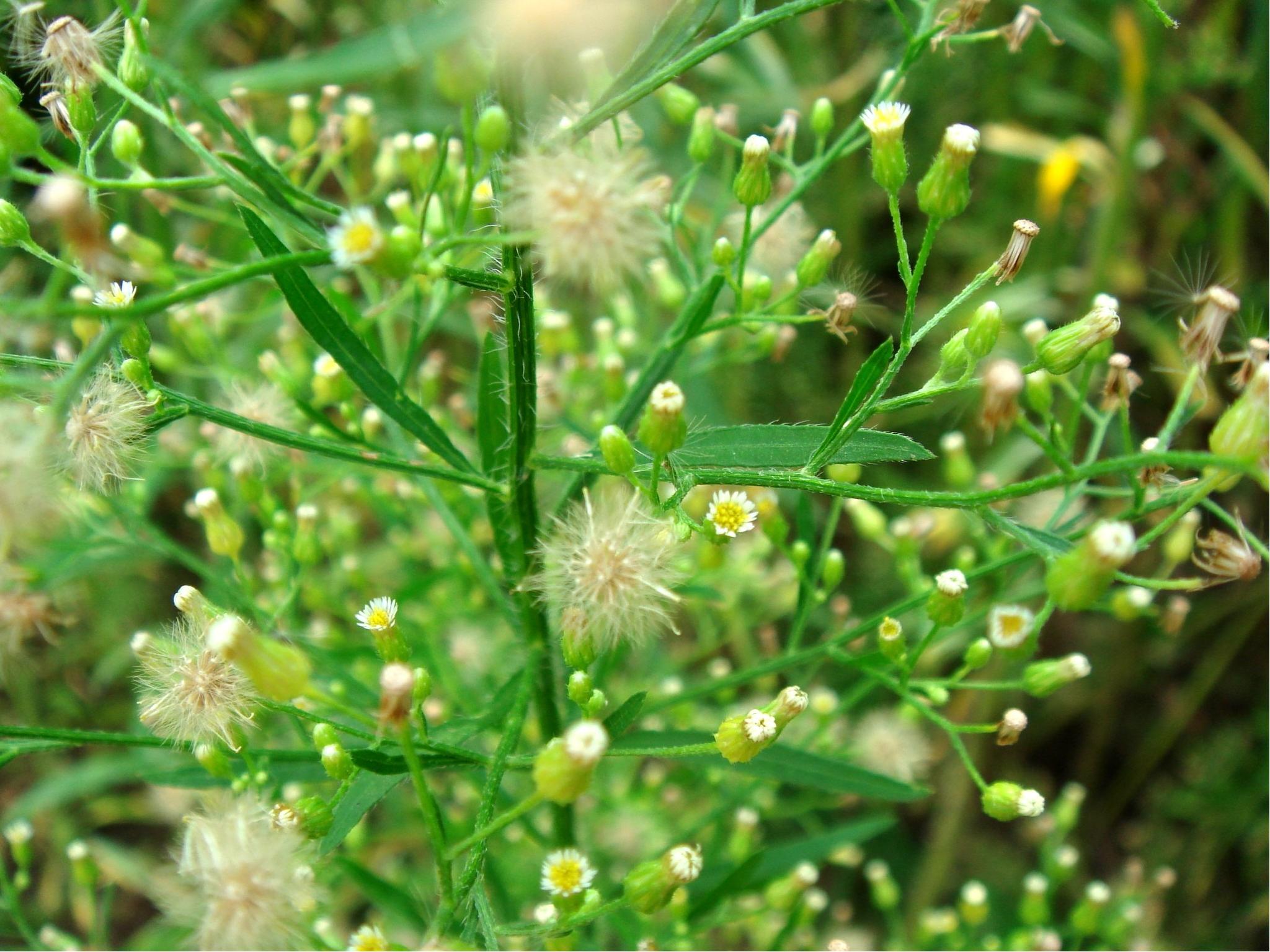 Horseweed Control in Farmland