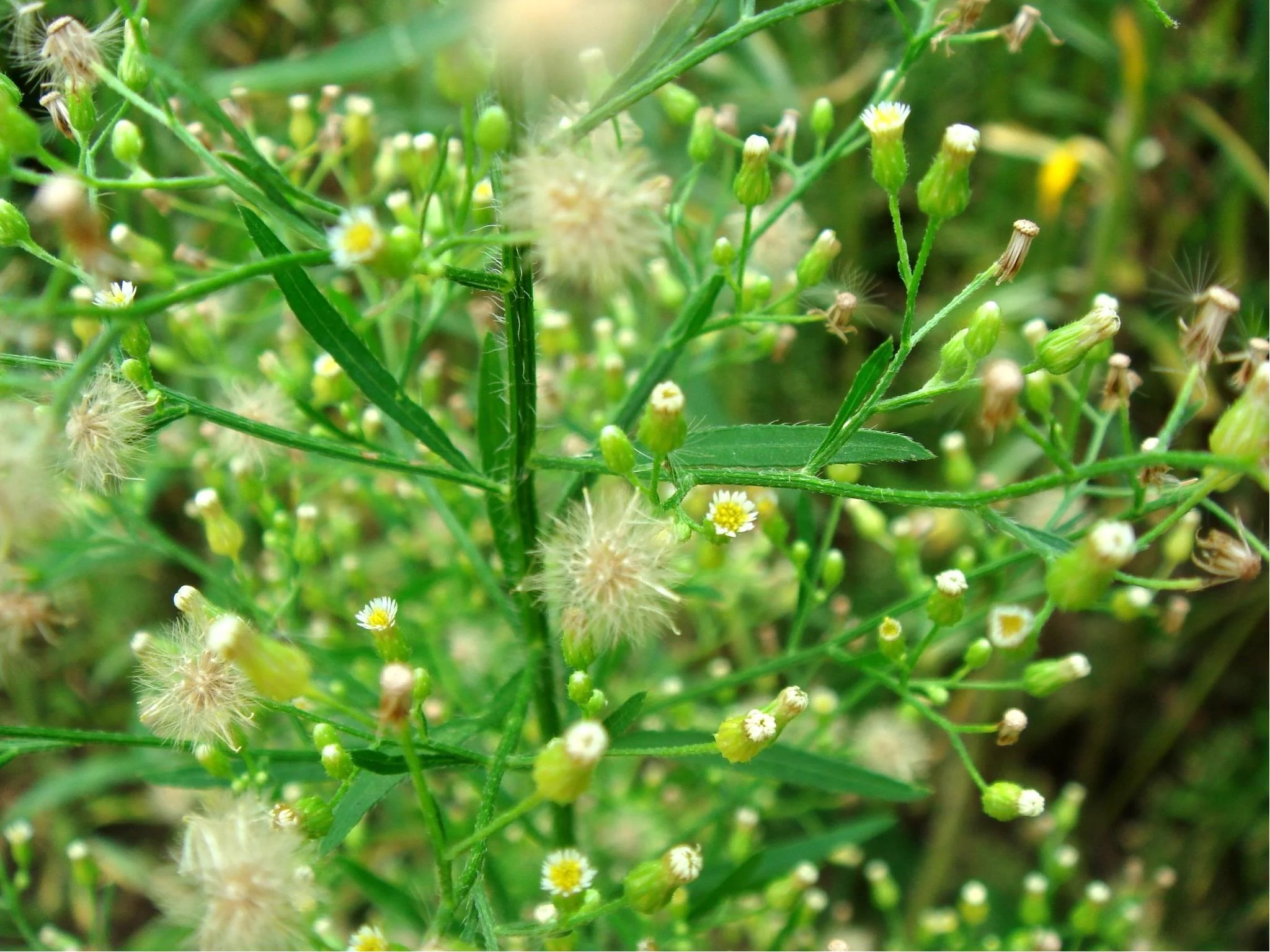 Horseweed (Conyza canadensis)