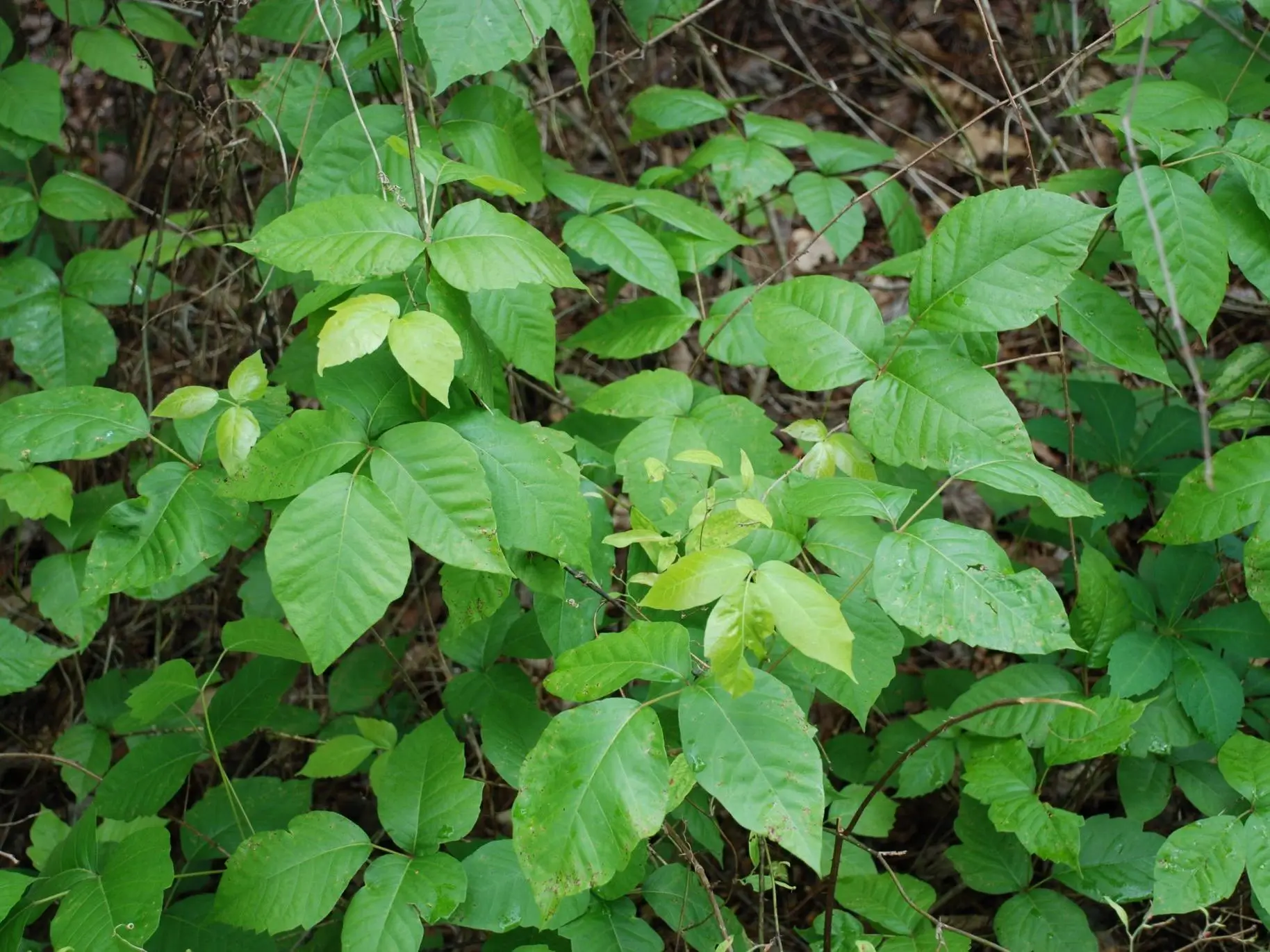 Poison Oak Control
