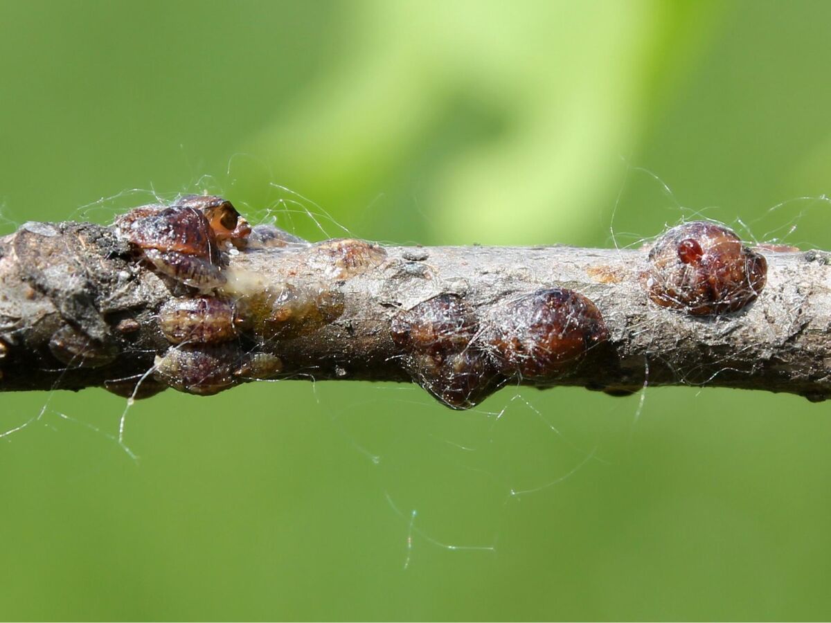 Scale Insects Control | Identification, IPM & Best Insecticides ...