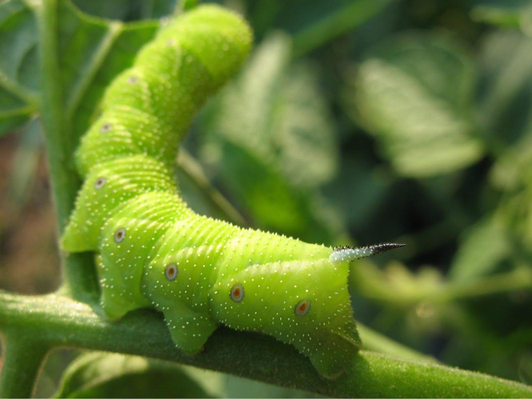 Tomato Hornworm