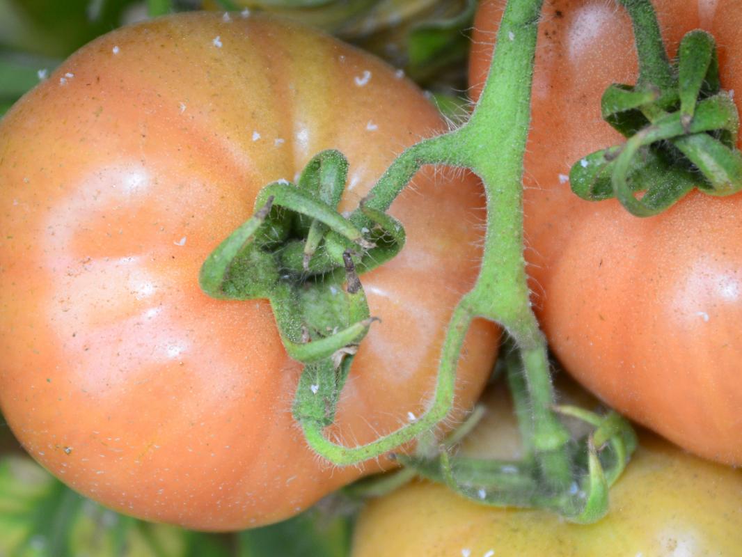 Tomato Whiteflies