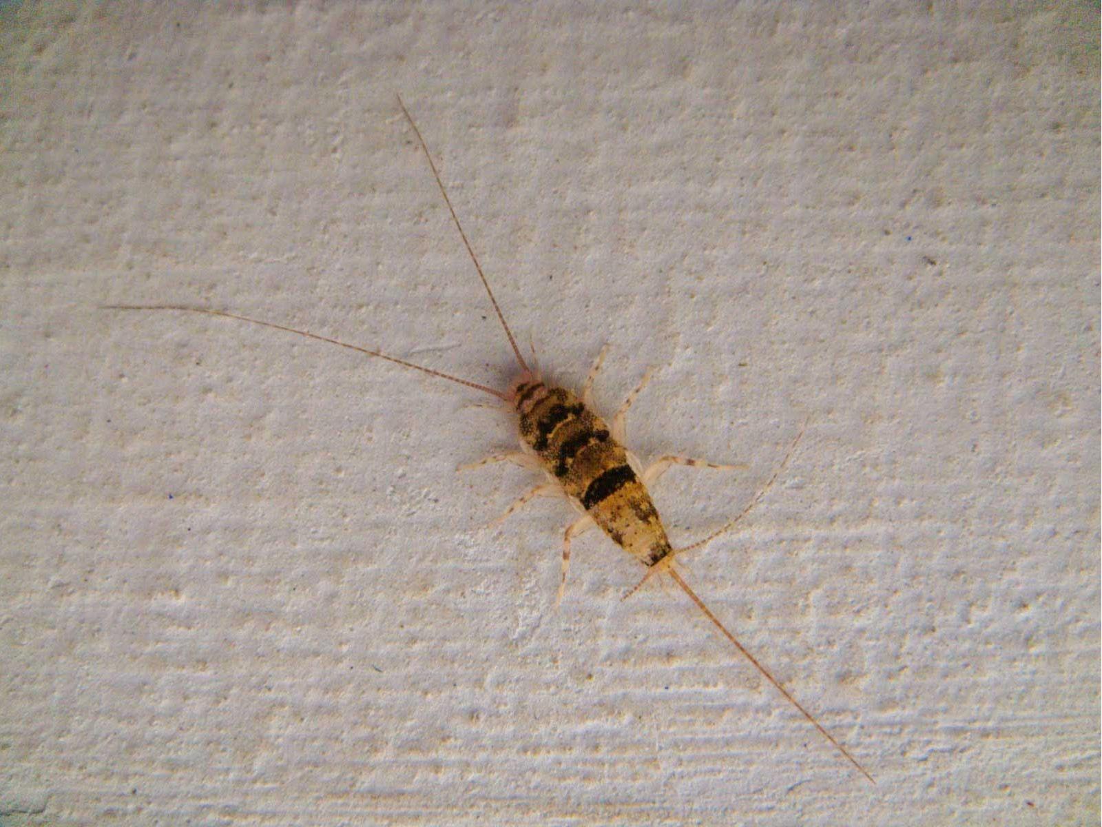 silverfish and firebrats