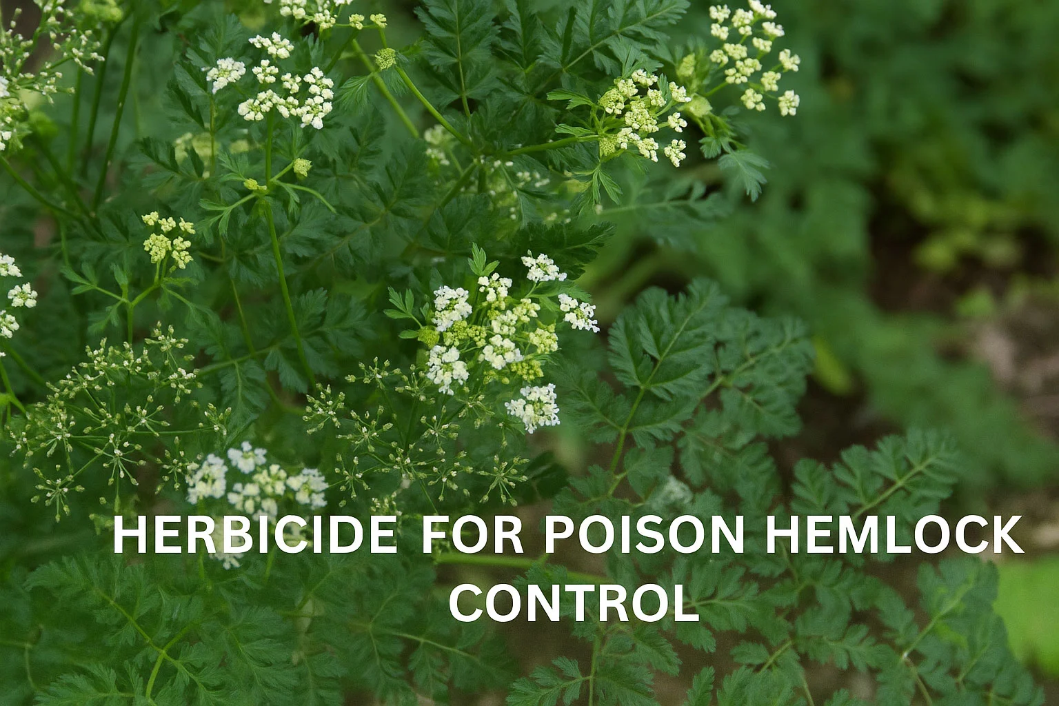 Effective Herbicides for Poison Hemlock Control