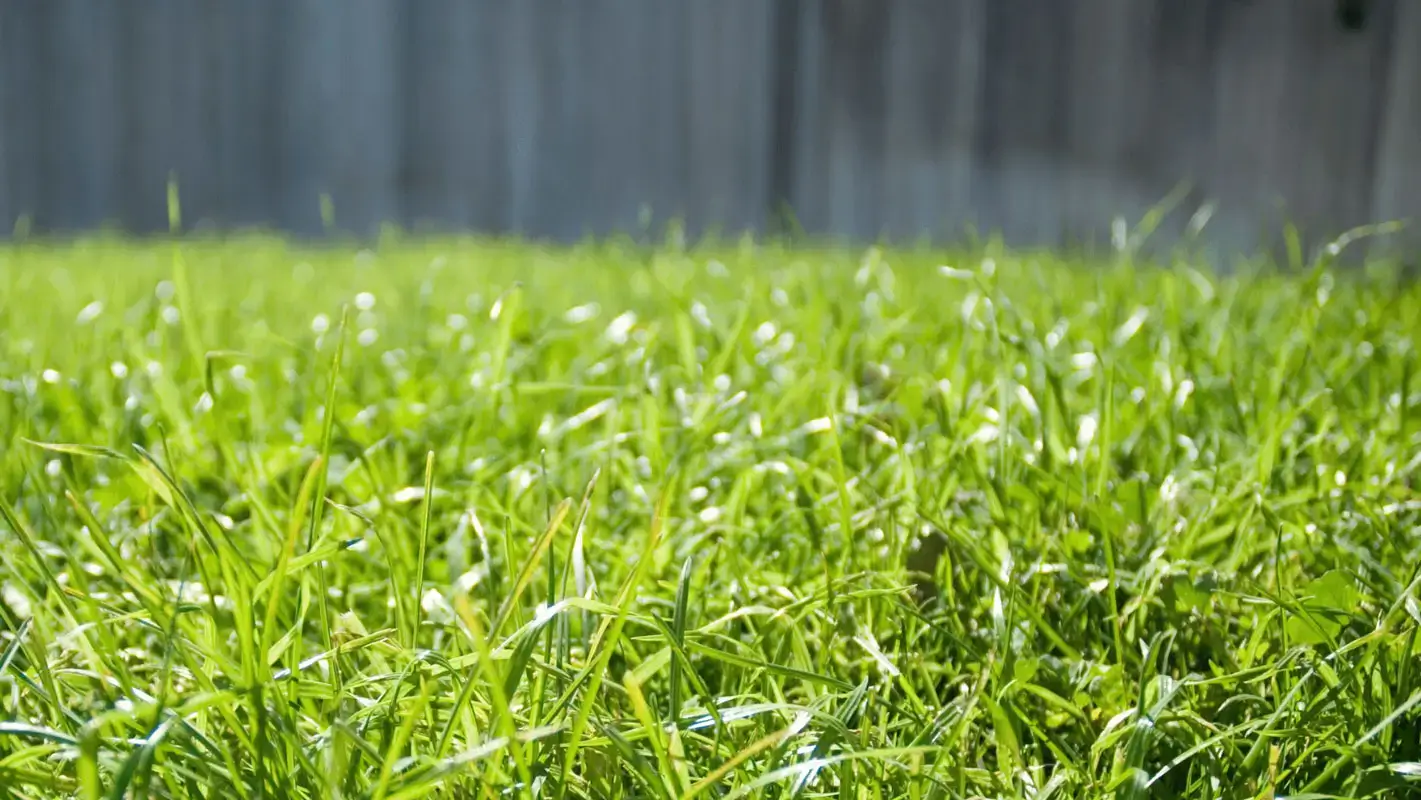 Bermudagrass Control Guide: How to Stop, Suppress, and Manage Bermudagrass Effectively