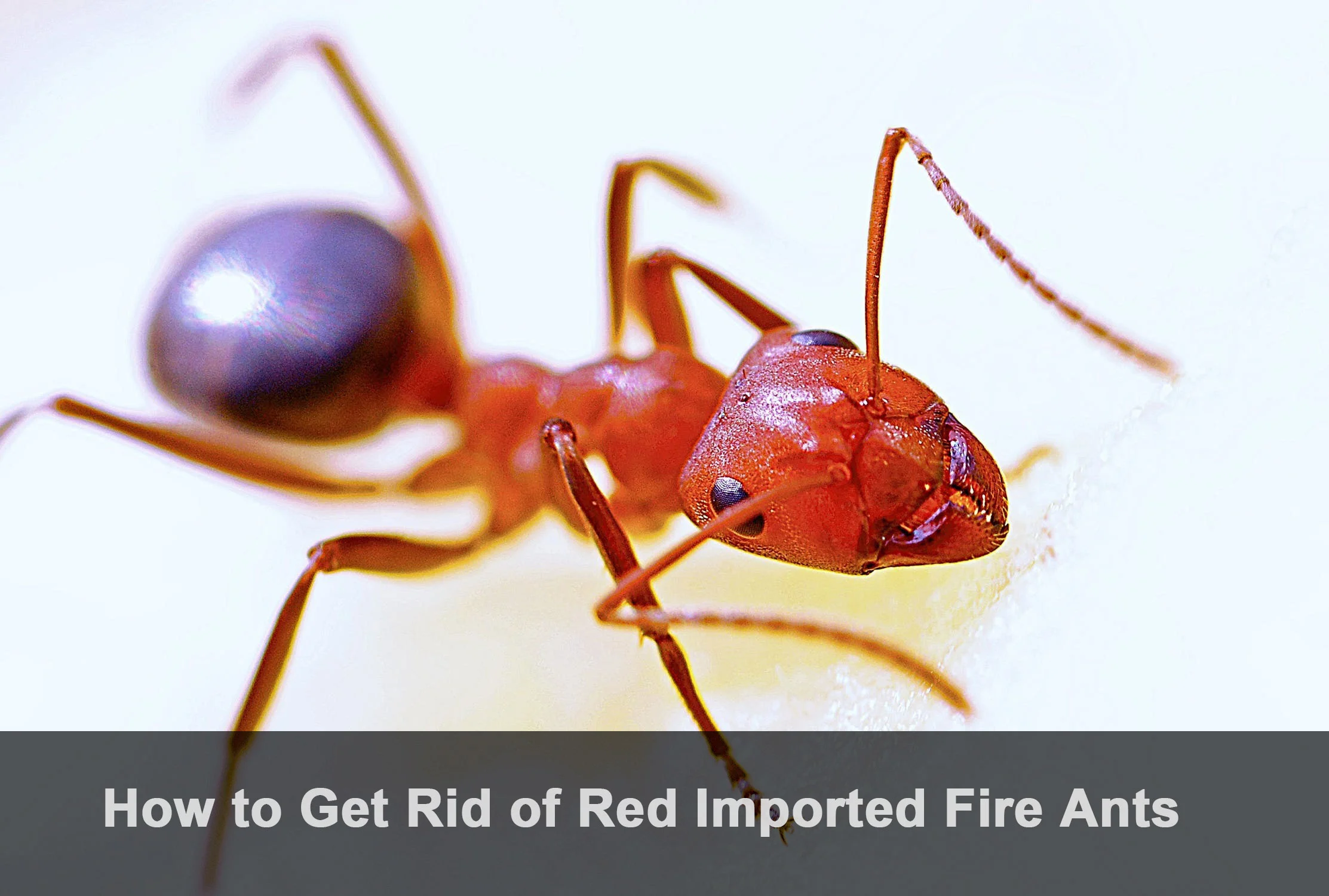 How to Get Rid of Red Imported Fire Ants: A Practical Control Guide for Lawns, Farms and Public Areas