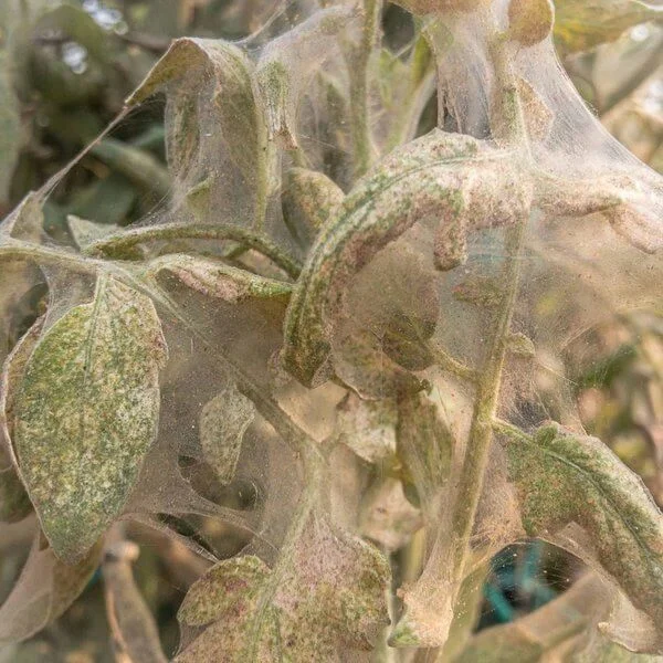 Tomato leaves infested with spider mites show noticeable spots and lesions.
