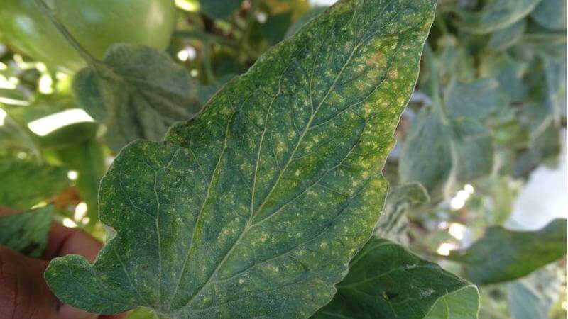Typical damage caused by red spider mites to tomato leaves.