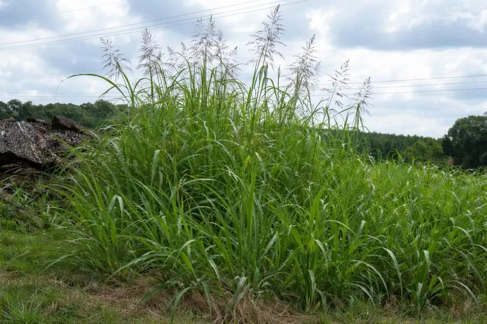 Will 2,4-D Kill Johnsongrass?