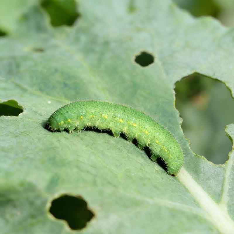 Cabbage-Worms Cabbage Worms