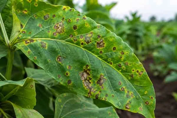 Bacterial-Diseases Bacterial Diseases