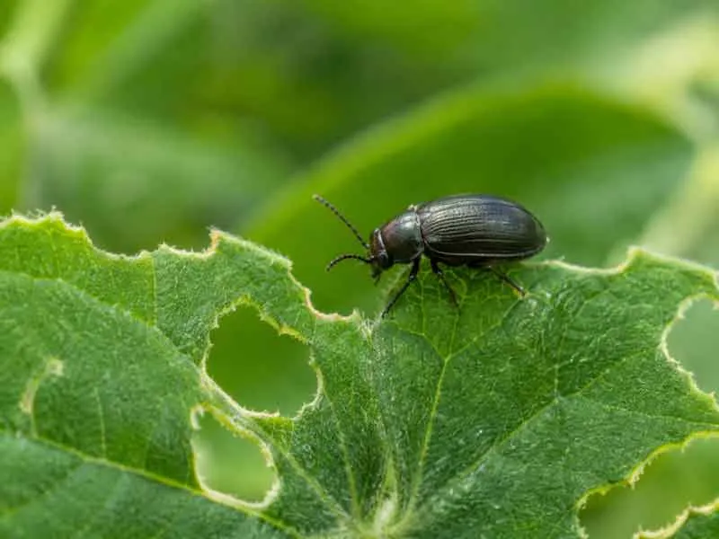Beetles-and-Other-Chewing-Pests Beetles and Other Chewing Pests