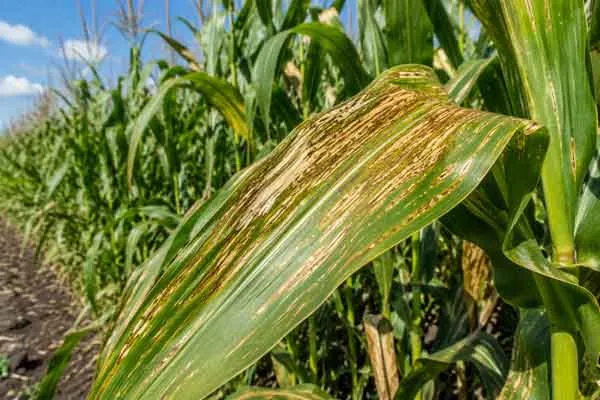 Corn Corn