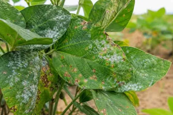 Foliar Fungal Diseases 1