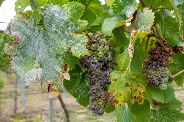 Grapes Grapes