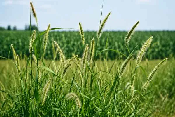 Mauvaises herbes