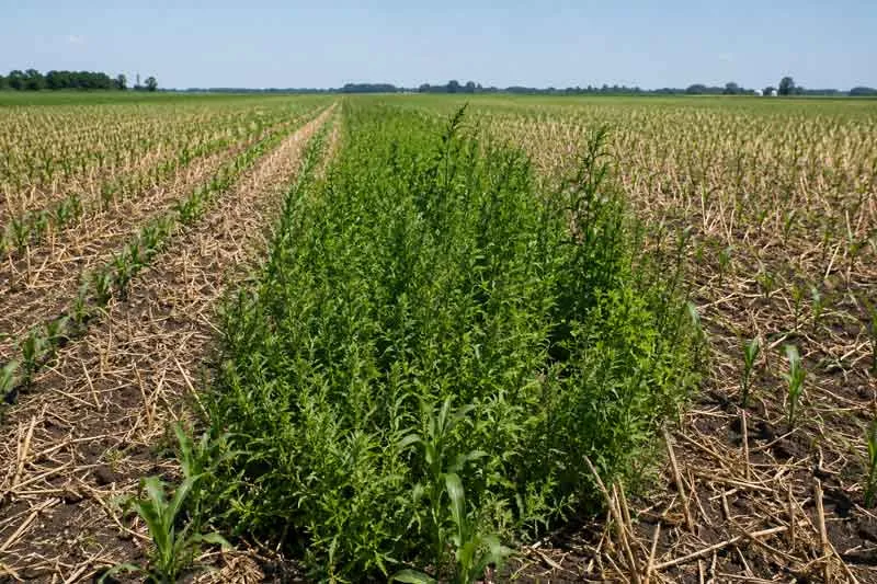 Sélection de produits en fonction de la résistance aux herbicides La résistance aux herbicides modifie la sélection des produits