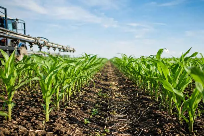Protection des herbicides et sélectivité des cultures Agents protecteurs d'herbicides et sélectivité des cultures