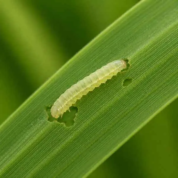 Larva-Nymph Larva Nymph