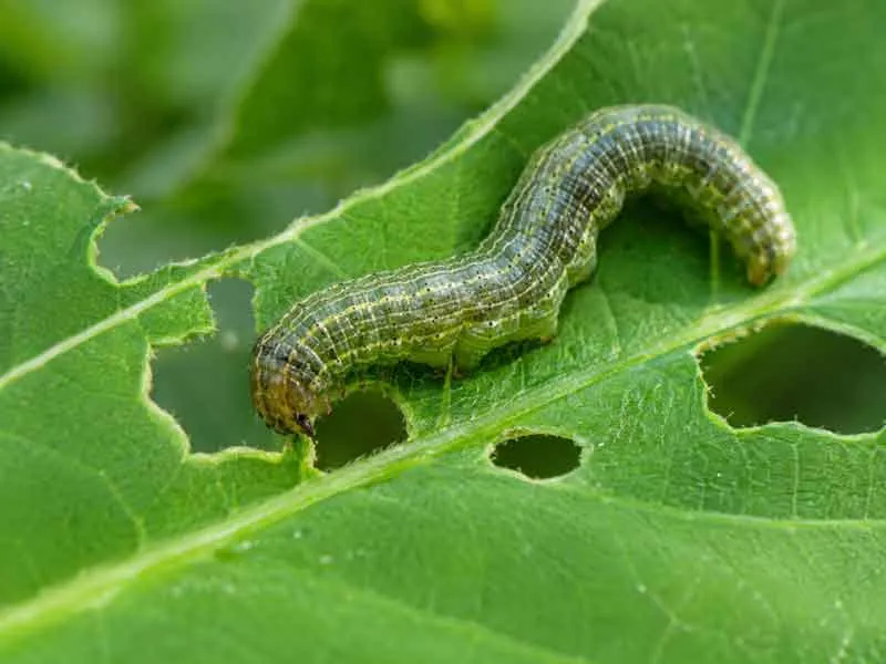 Lepidopteran-Caterpillars Lepidopteran Caterpillars