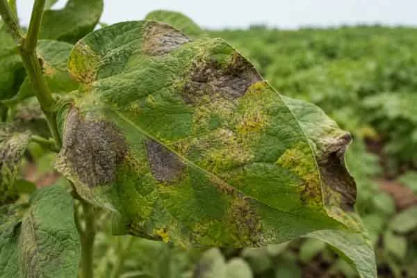 Oomycete Diseases 1