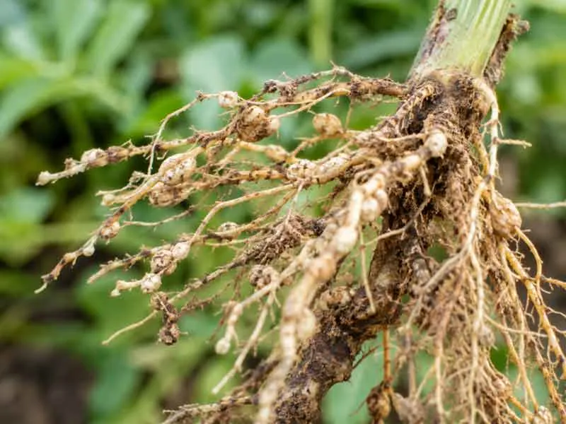 Plant-Parasitic-Nematodes Plant Parasitic Nematodes