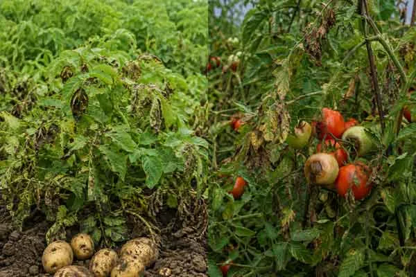 Potato-and-Tomato Potato and Tomato