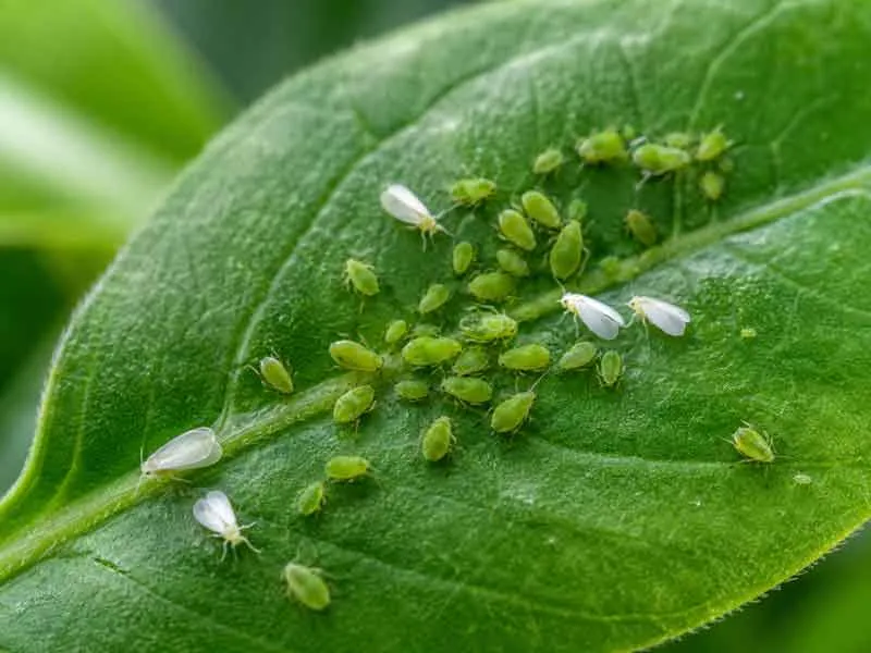 Sap-Feeding-Pests Sap Feeding Pests